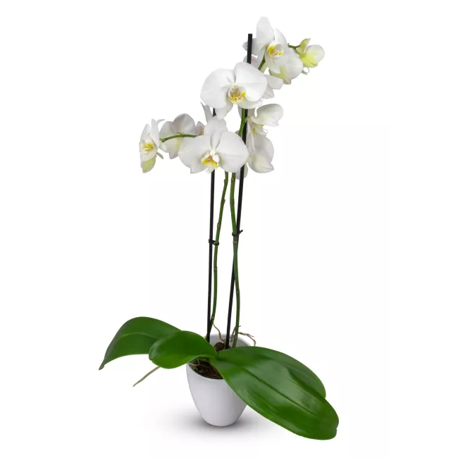 Phalaenopsis of various colors in a ceramic pot.